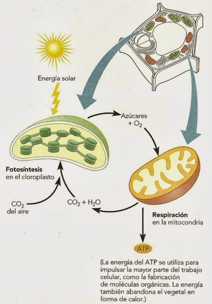 fotosintesis y respiracion celular